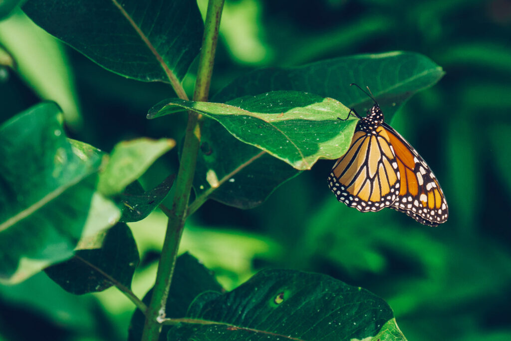 How to Increase Synchronicities: A Heart-Led Daily Practice