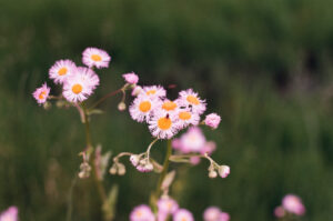 Why the Law of Attraction Isn’t Working And the Ancient Secret That Actually Does
