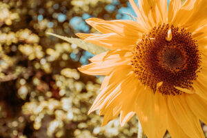 Manifestation for Beginners: 5 Foundations and Your First Week