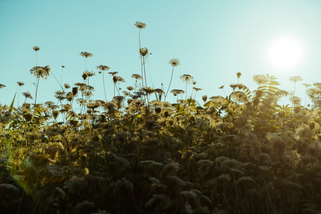How to Rebuild Your Life After Loss: A Phoenix Path Forward
